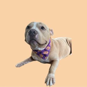 Meet your Posher, Britia & Rosies!